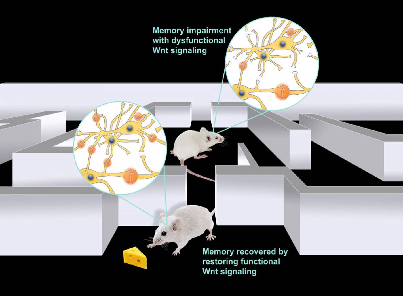 mice nerve cells