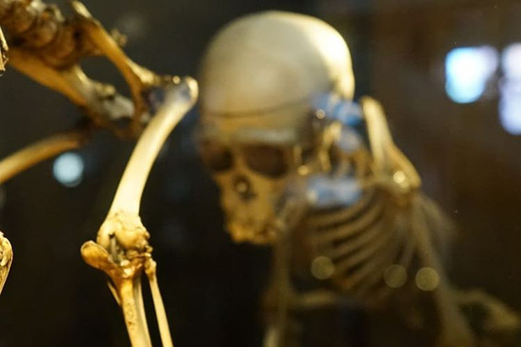 Monkey skeleton in UCL Grant Museum by Vachagan Melikian @the_great_deutschbowl Nov 2019