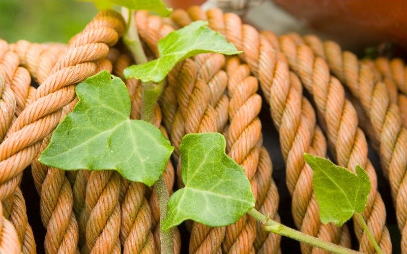 Rope and ivy; decorative