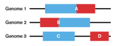 Figure illustrating the principal of CODA whereby domains (red and blue sections) are found fused in some genomes (1 and 2) but found on separate chains in a query genome (3).