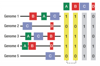 Figure showing co-occurrence of domain families A and B across multiple genomes implying a functional association.