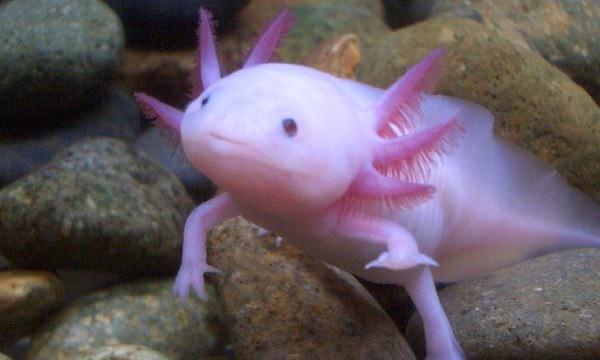 A baby axolotl