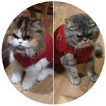 2 cats wearing red jumpers