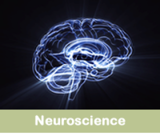 Neuroscience - brain image