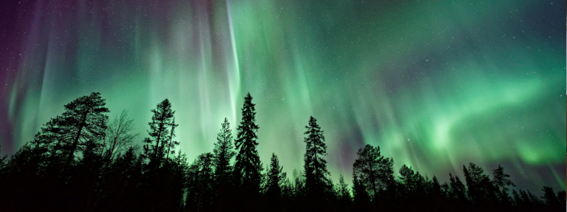 Aurora borealis above fir trees