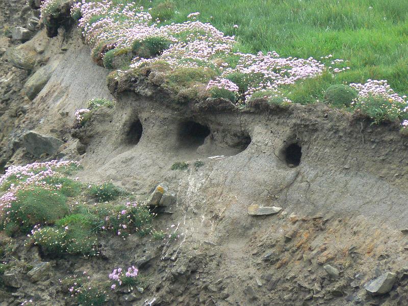 burrows-1347-070608.jpg - Puffin burrows, Sumburgh head