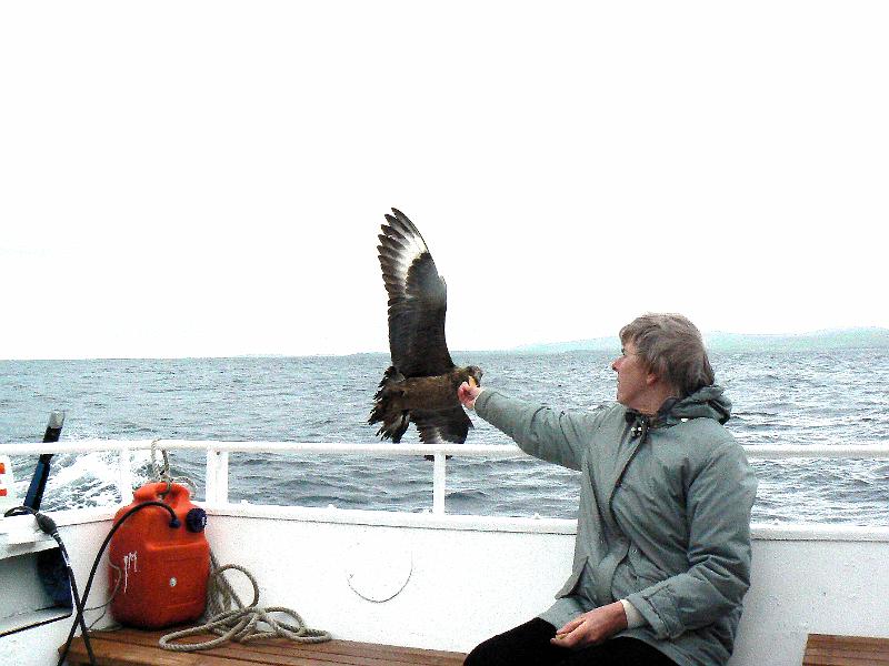 great-skua-biscuit1--1555-120608.jpg - Great skua takes digestive biscuit from hand at high speed