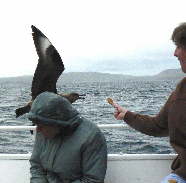 great-skua8-ac-1556-120608.jpg - Great skua takes biscuit from Andrew