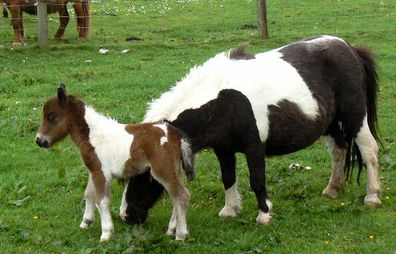 one-day-foal1-1433-090608.jpg - Scalloway walk. One day old Shetland pony foal