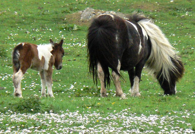 one-day-foal3-1433-090608.jpg - Scalloway walk. One day old Shetland pony foal