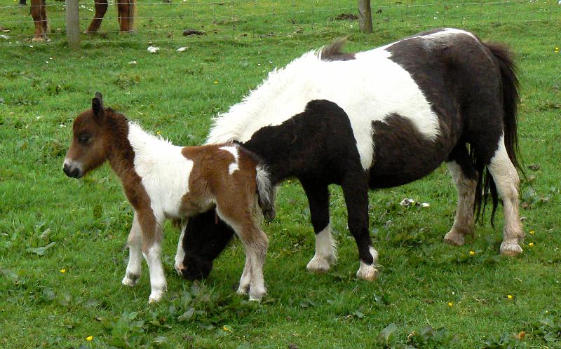 one-day-foal5-1433-090608.jpg - Scalloway walk. One day old Shetland pony foal