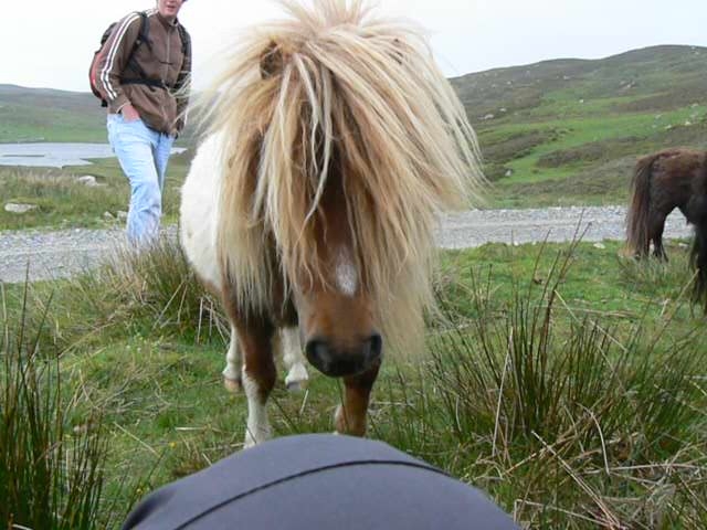 ponies2-1552-090608.jpg - Scalloway walk. Shetland ponies in high wind Loch of Burwick