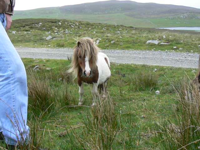 ponies3-1549-090608.jpg - Scalloway walk. Shetland ponies in high wind Loch of Burwick