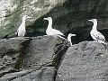 gannets2-1450-120608