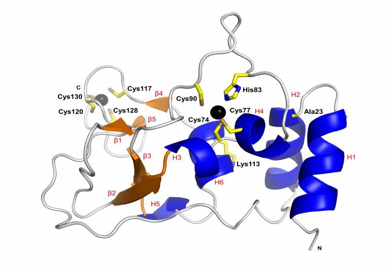 The crystal structure of unbound SARS CoV-2 non-structural protein 