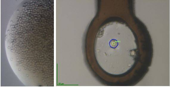 Photo of the crystallization drop on the left and at a later stage on the right