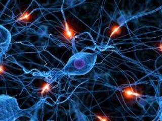 Active neurones 06935624