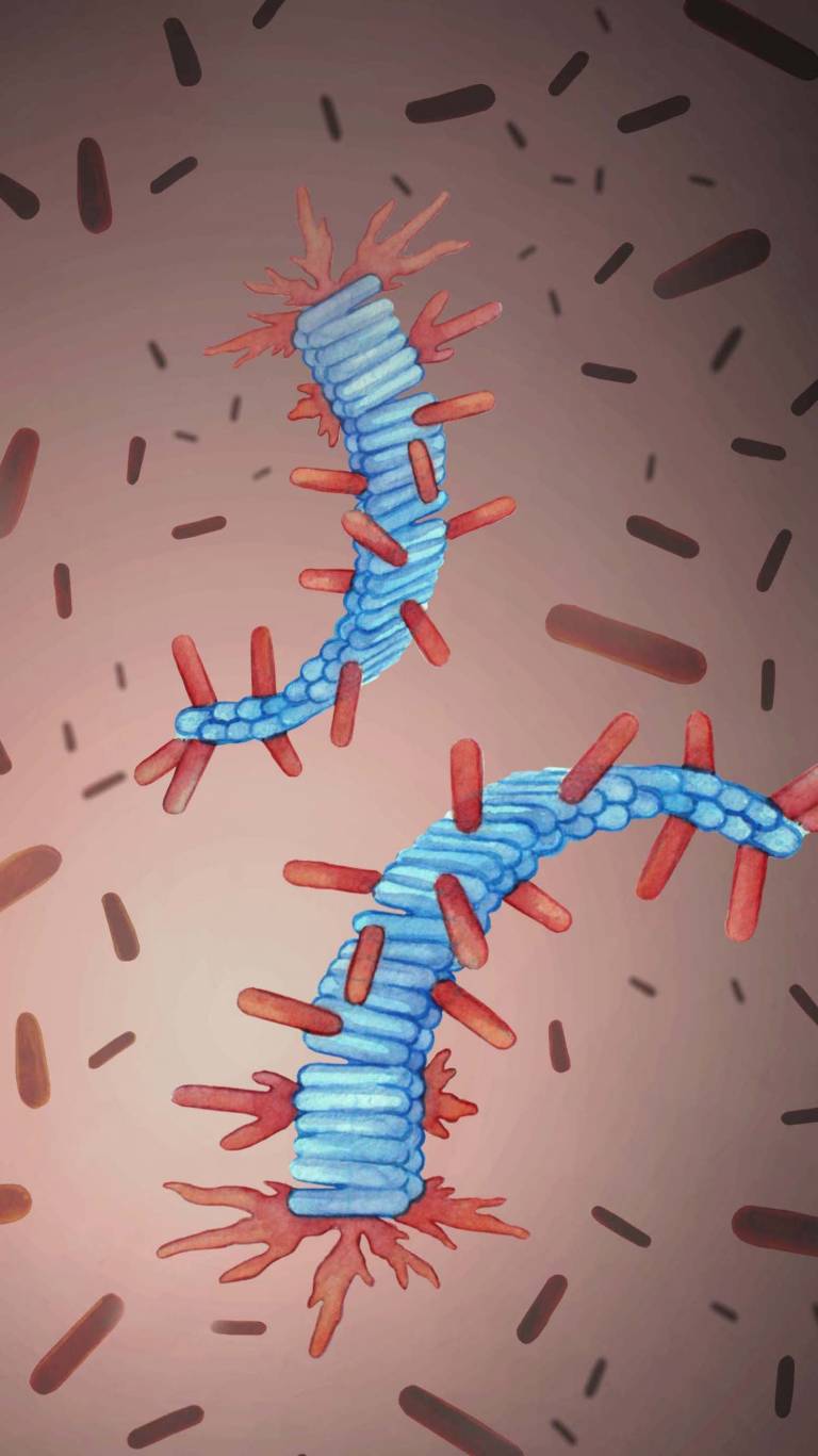 Artist’s rendering of protein fibrils (in blue) and healthy proteins (in red) from computer simulations. Credit: Ivan Barun, dr. med." class="large-image" title="Artist’s rendering of protein fibrils (in blue) and healthy proteins (in red) from comp…