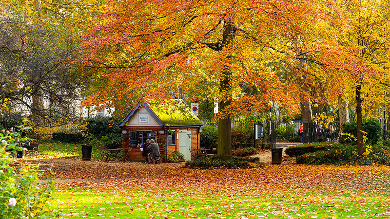 Autumn Trees and Shed