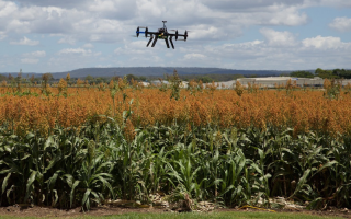 A drone hovers above a field of sorghum
