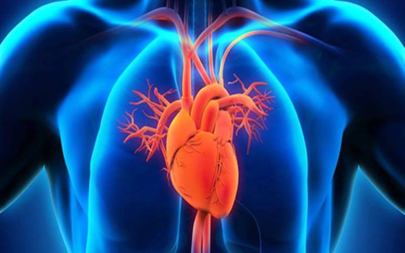 cardiovascular science 
