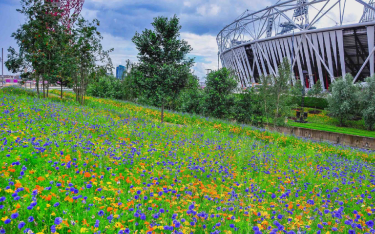 flowers growing by the olympic park stadium in Stratford UCL East. 