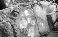 Animal spoor engraved on a rock surface in Outjo district, Namibia