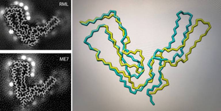 Cross-sections of infectious prion fibrils from RML and ME7 mouse prion strains.