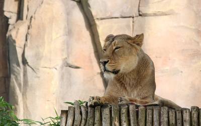 A Lioness sat down at London Zoo.