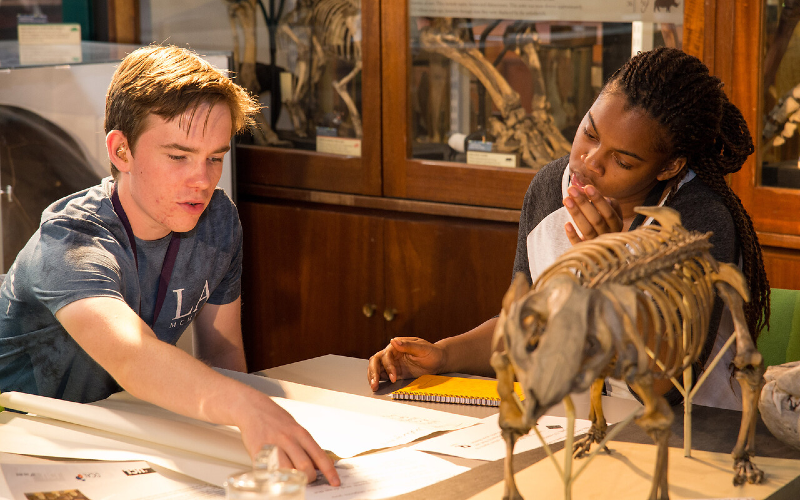 Two students working in the Grant Museum.