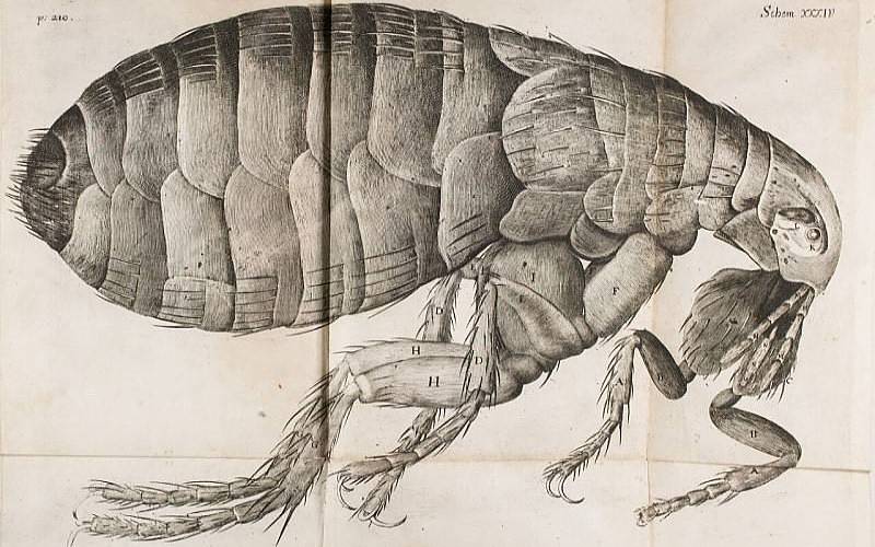 Robert Hooke’s Micrographia
