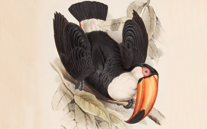 Illustration of toucan, taken from UCL's Special Collections Digital Gallery