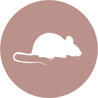 Image of a circle with an icon of a mouse