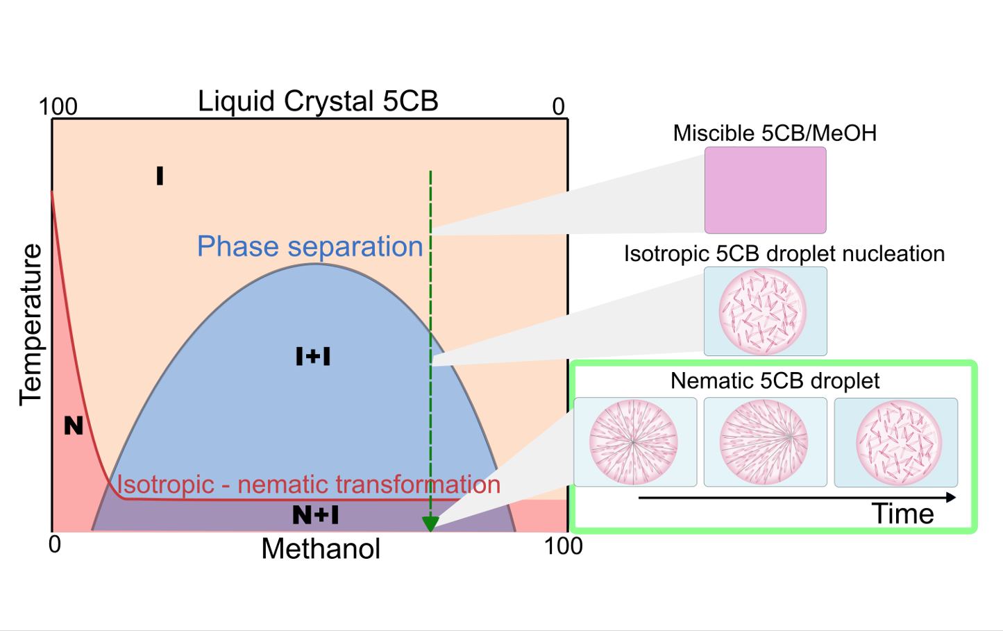 Overview schematic illustrating approach of research paper Long term phase separation dynamics in liquid crystal-enriched microdroplets obtained from binary fluid mixtures