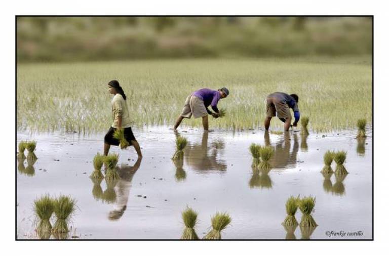 Pilippines planting rice