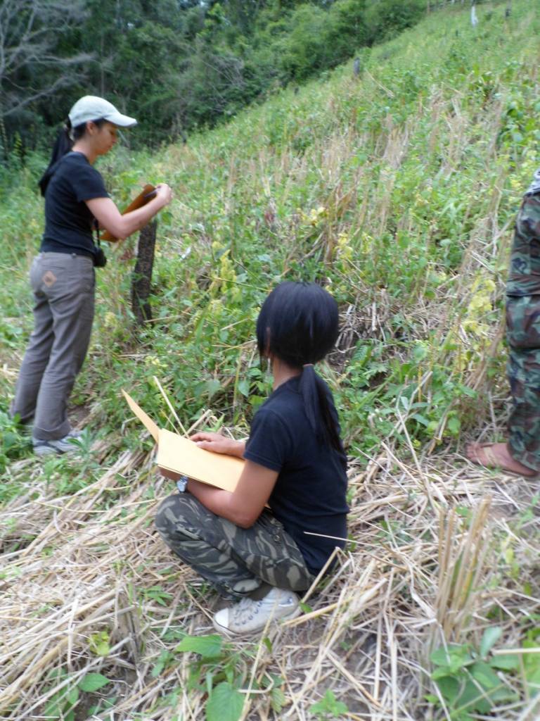 Thailand Karen swidden field weed survey