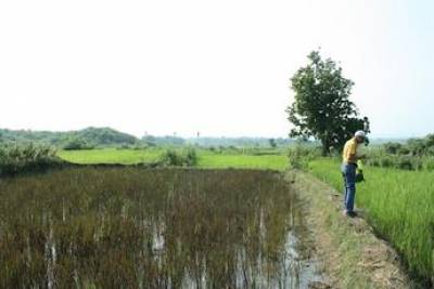 Prof. Kajale surveying a rice field for weeds