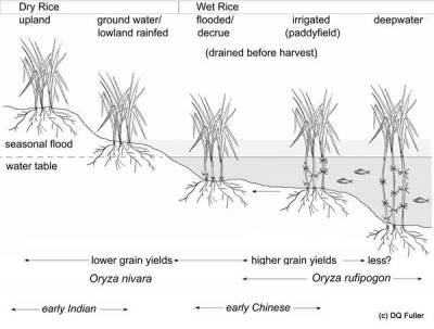 The wetness spectrum of rice cultivation