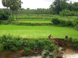 Orissa Wet Farming