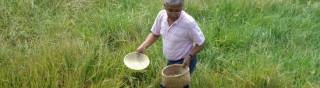 Experimental harvesting of wild rice