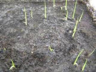 Wet Paddy Phase 1 Short Grain Seeds