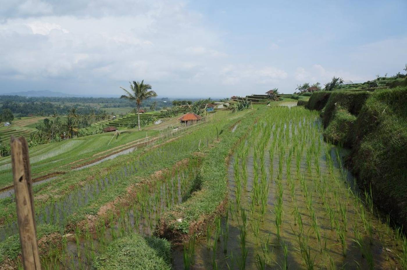 Bali wet rice terraces