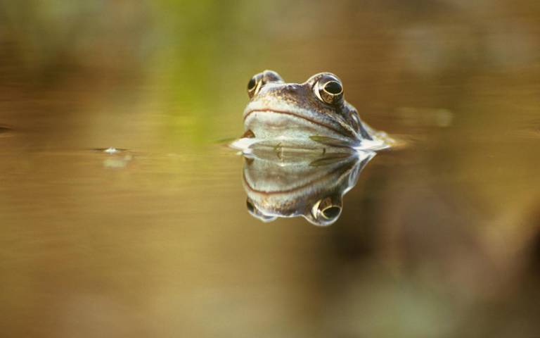 frog_0.jpg