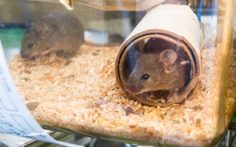research mice