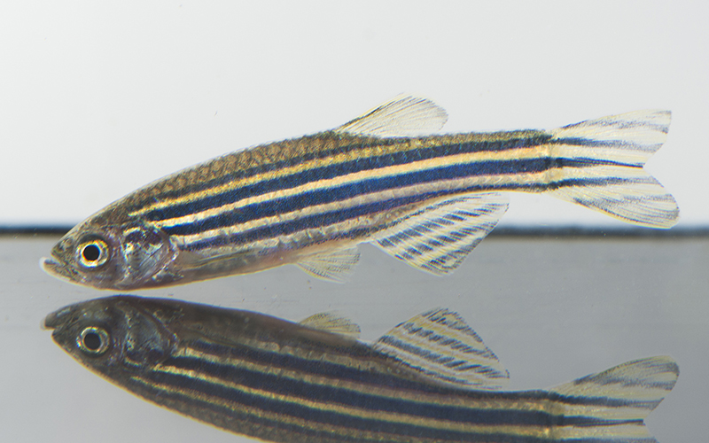Fish Genomics
