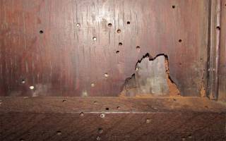 Wooden panel damaged by death watch beetles