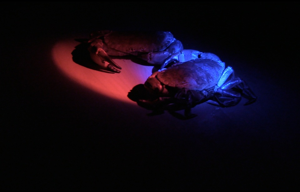 <p>Crab Dance, 2013, projection, acrylic screen, 14 minute loop, dimensions variable</p>