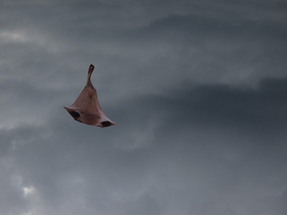 <p>Nose Kite, 2012, performance, digital print on kite</p>