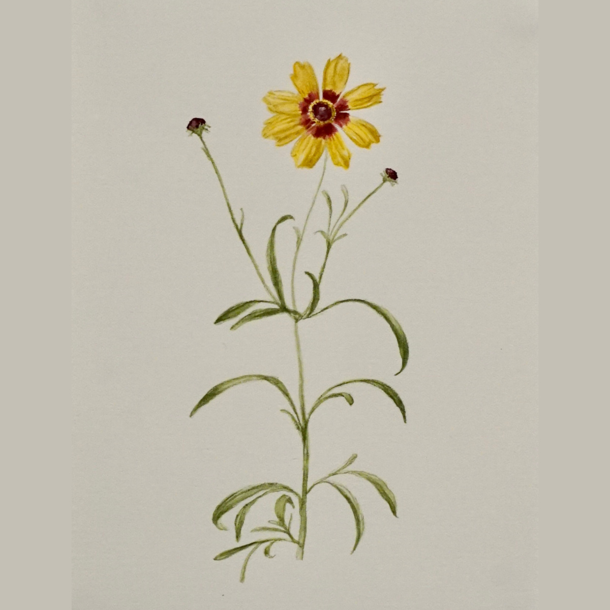 Dyer’s Coreopsis