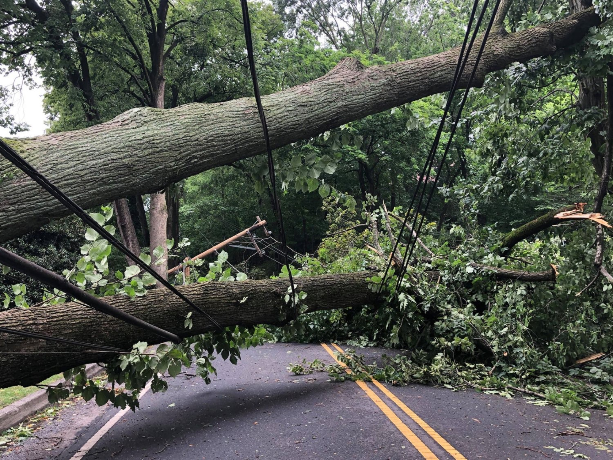 A road is blocked by a large fallen tree. The tree is held in place by electrical cables that cradle its weight just above ground